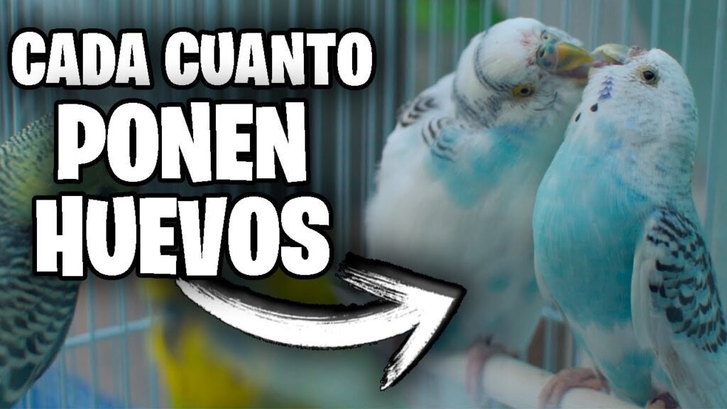 Cada cuánto tiempo ponen huevos los periquitos australianos