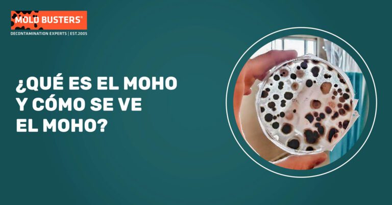 No es mugre Descubre qué significa esta mancha en tu hogar