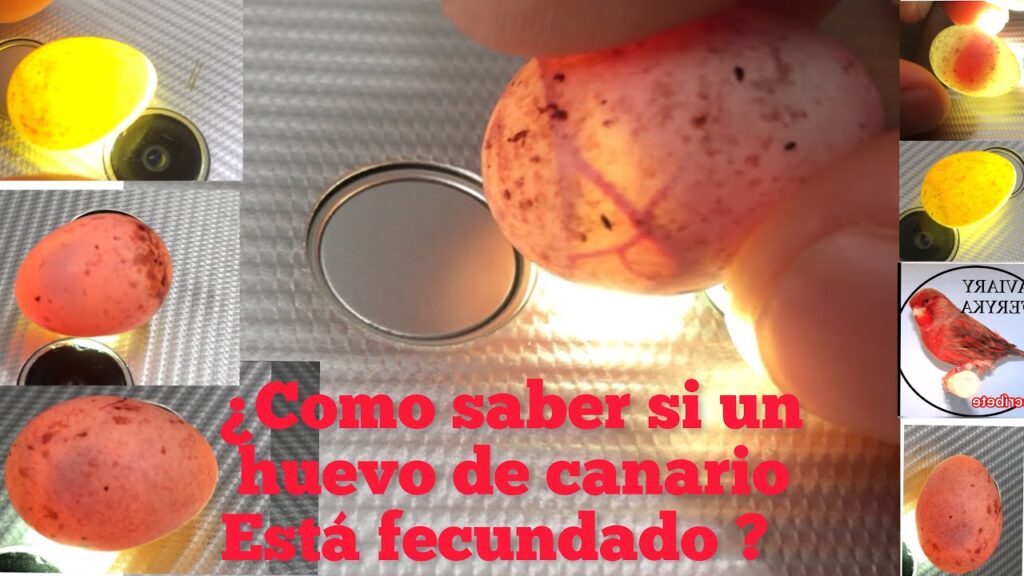 Por qué los huevos de canarios fecundados no nacen