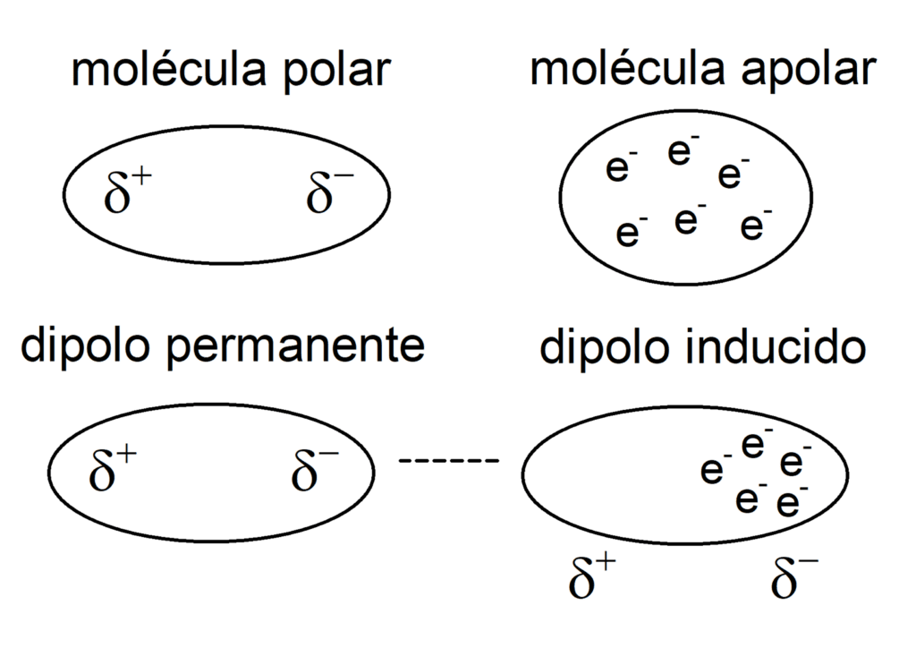 Que Son Las Fuerzas De Vander Waals