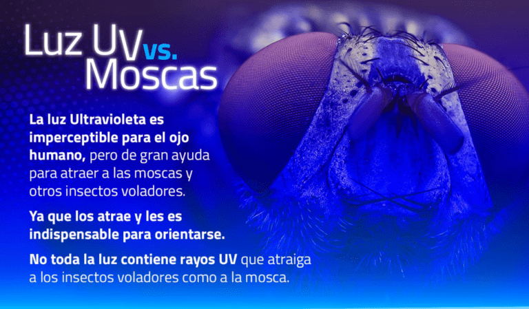 Qué tipo de luz atrae más a los mosquitos y por qué 7 Qué tipo de luz atrae más a los mosquitos y por qué